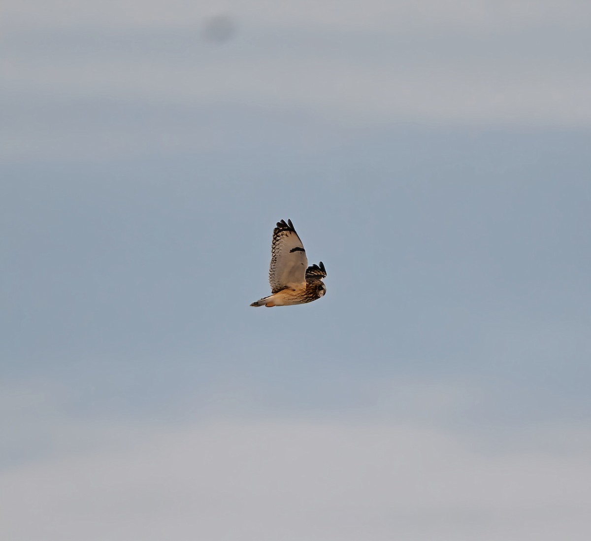 コミミズク - ML646997935