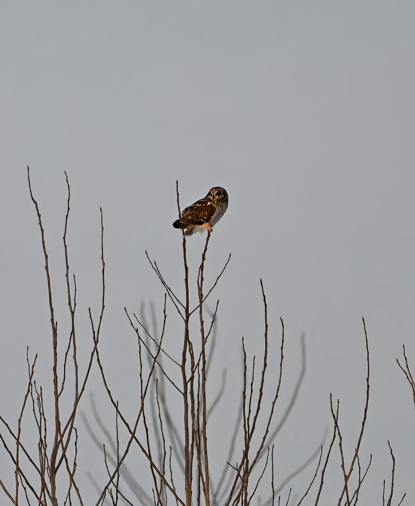 コミミズク - ML646997936