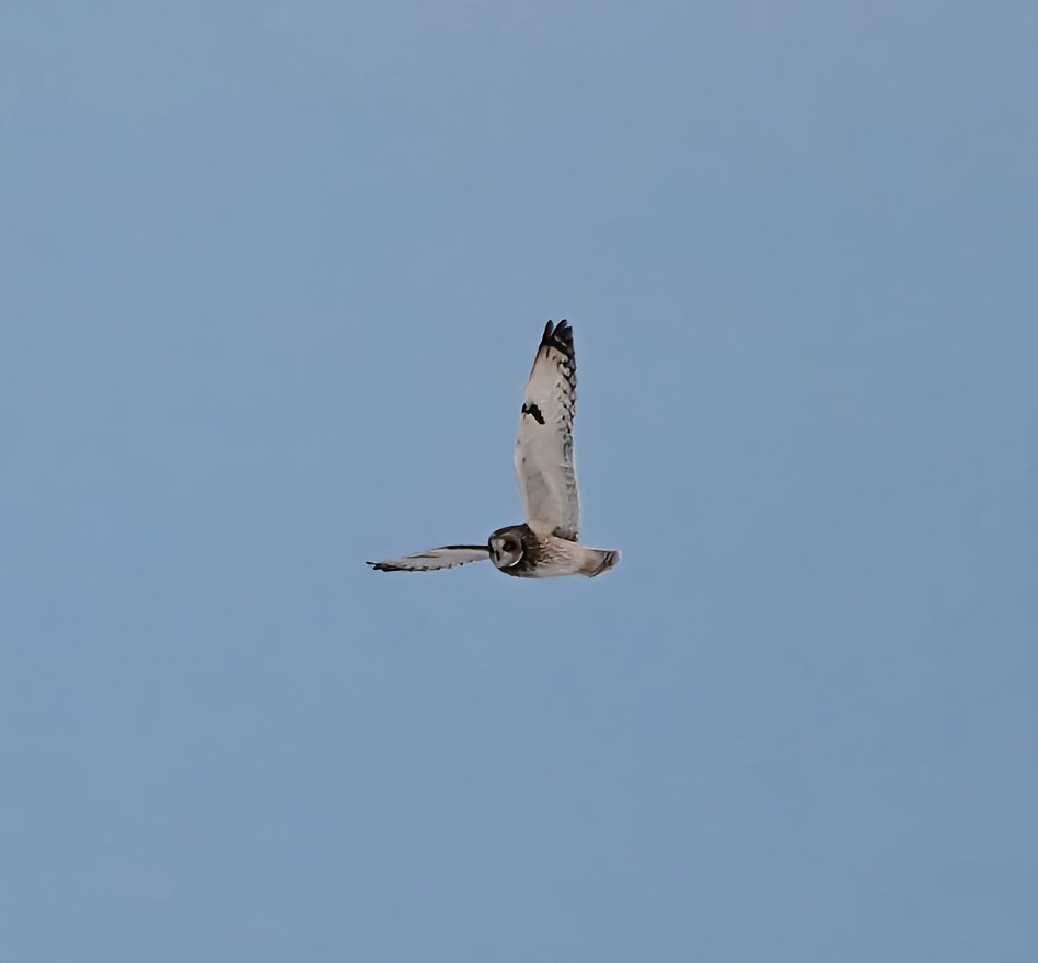 コミミズク - ML646997937