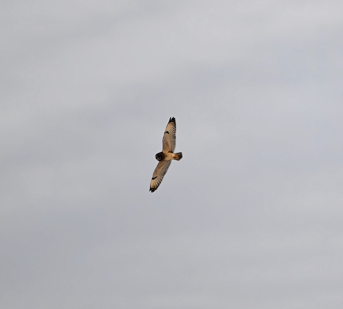 コミミズク - ML646997938