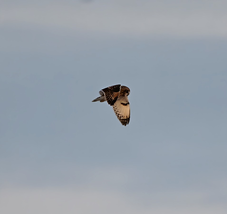 コミミズク - ML646997939