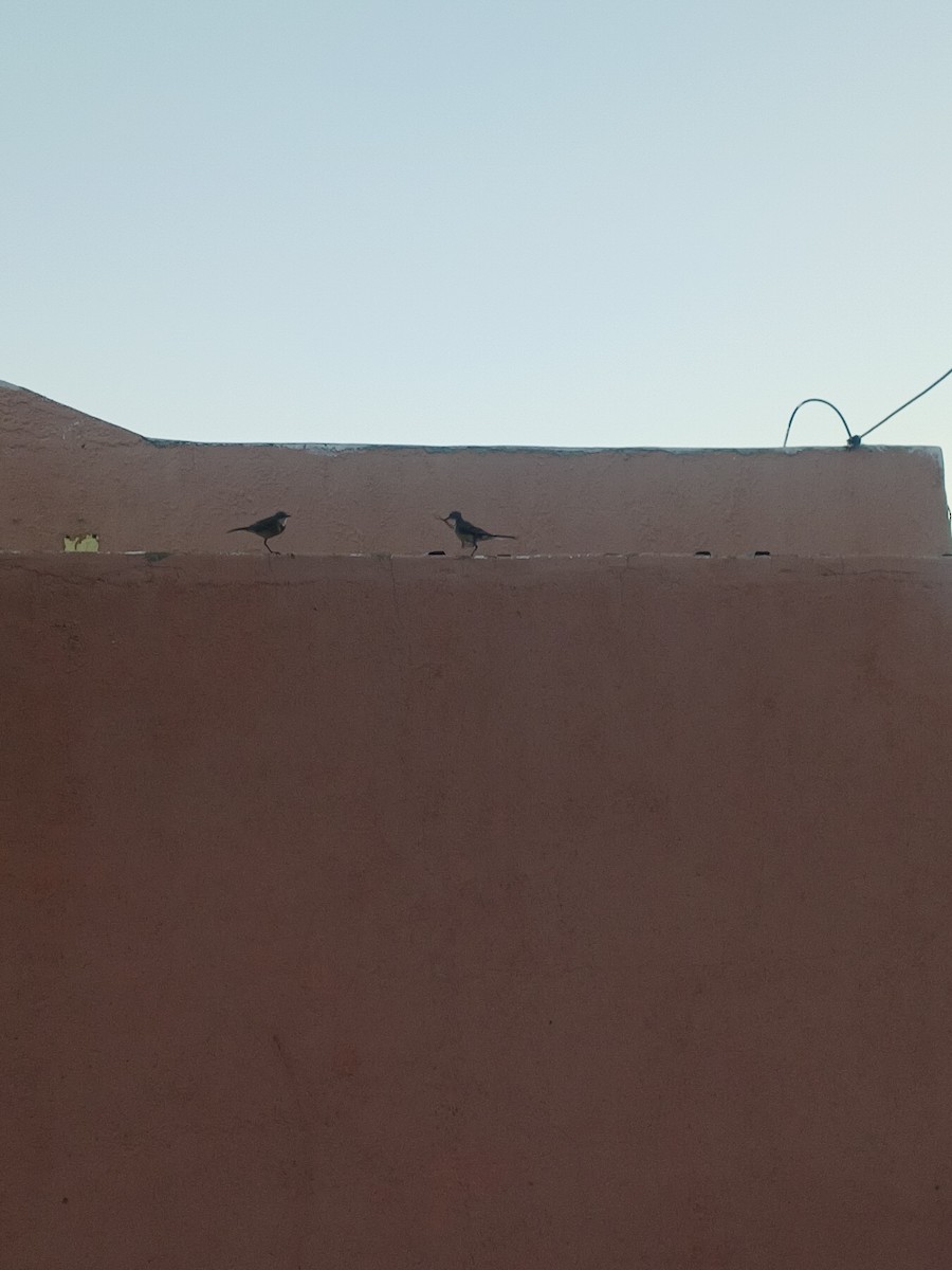 Lurmuturreko buztanikara - ML646997947