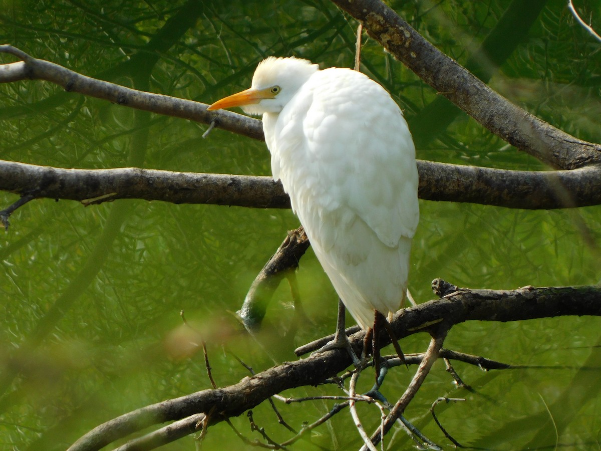 Western Cattle-Egret - ML646997950