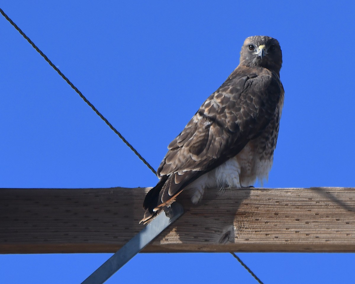 rødstjertvåk - ML646997951