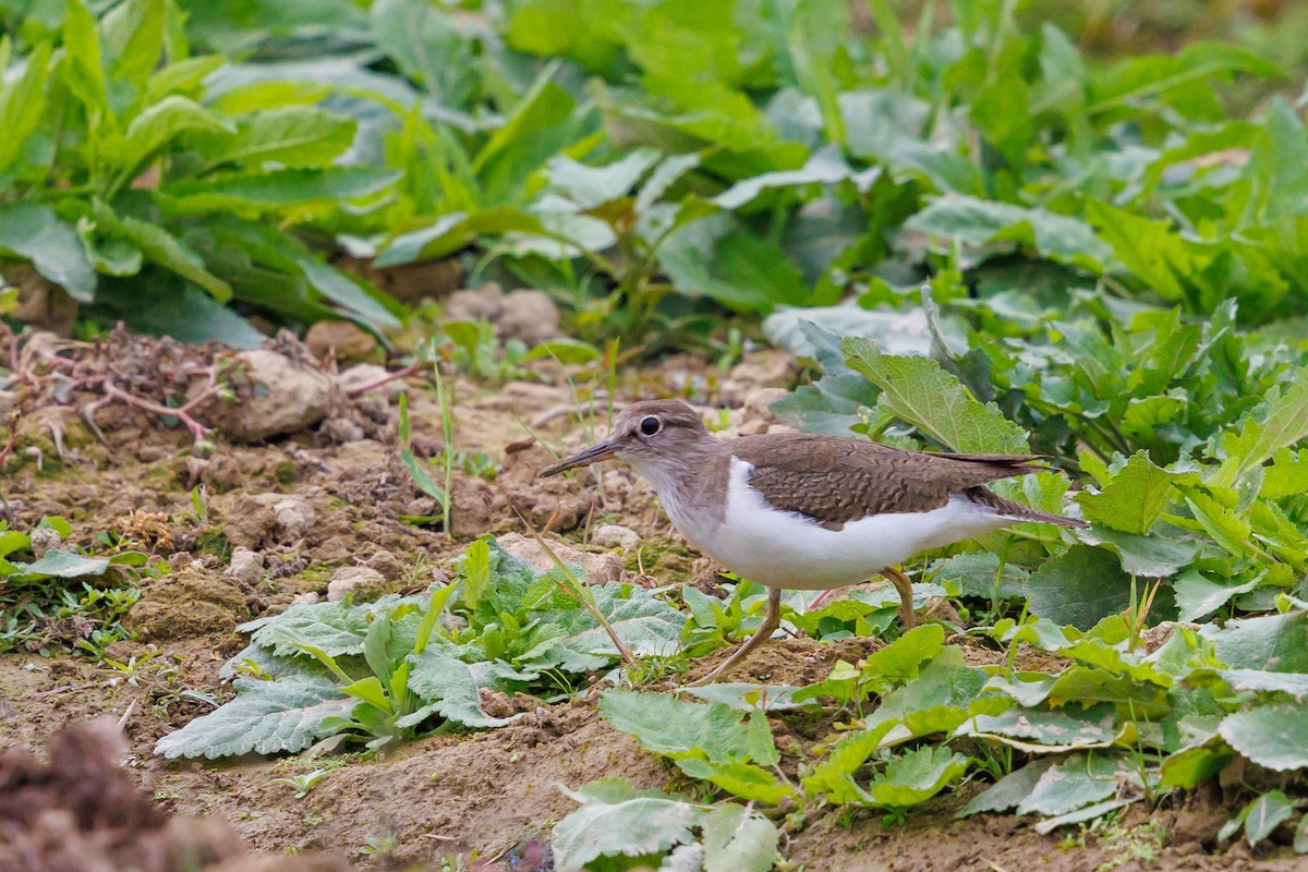 Piro piro piccolo - ML646997956