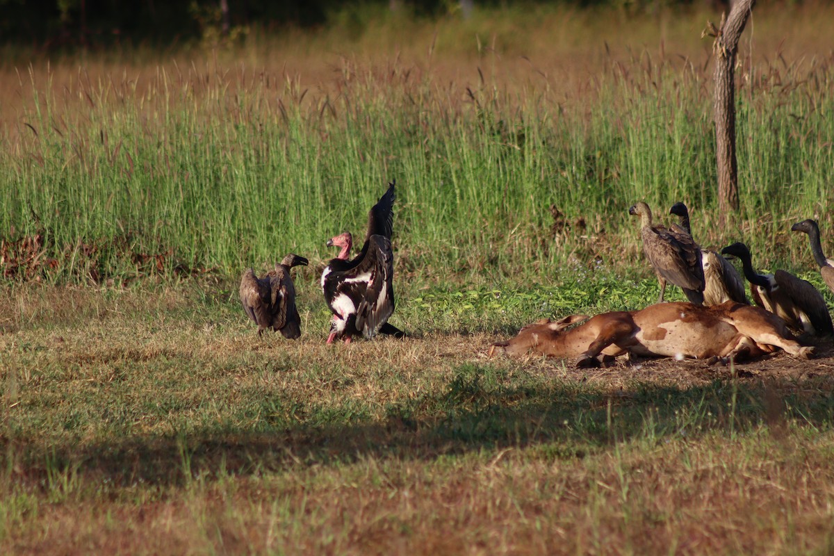 Red-headed Vulture - ML646997957