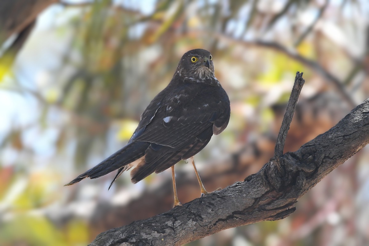 Collared Sparrowhawk - ML646997960