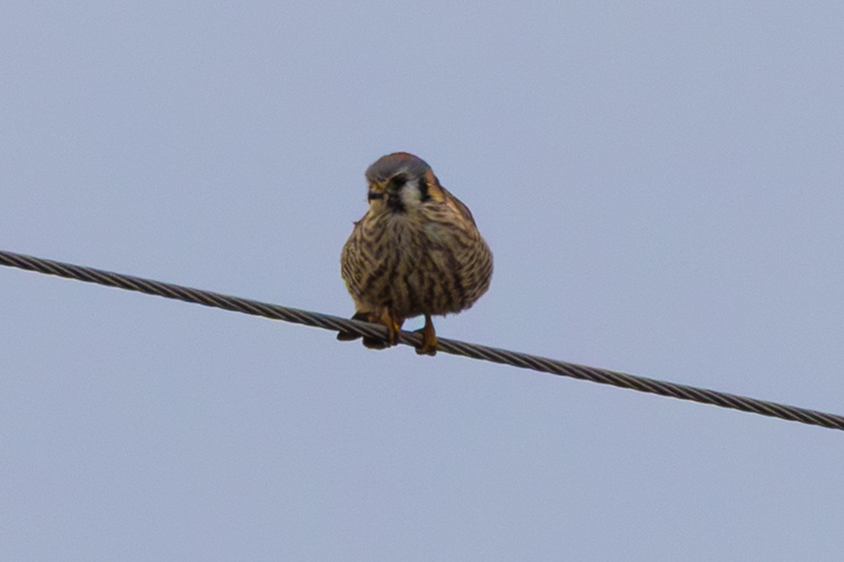 Belatz amerikarra - ML646997962