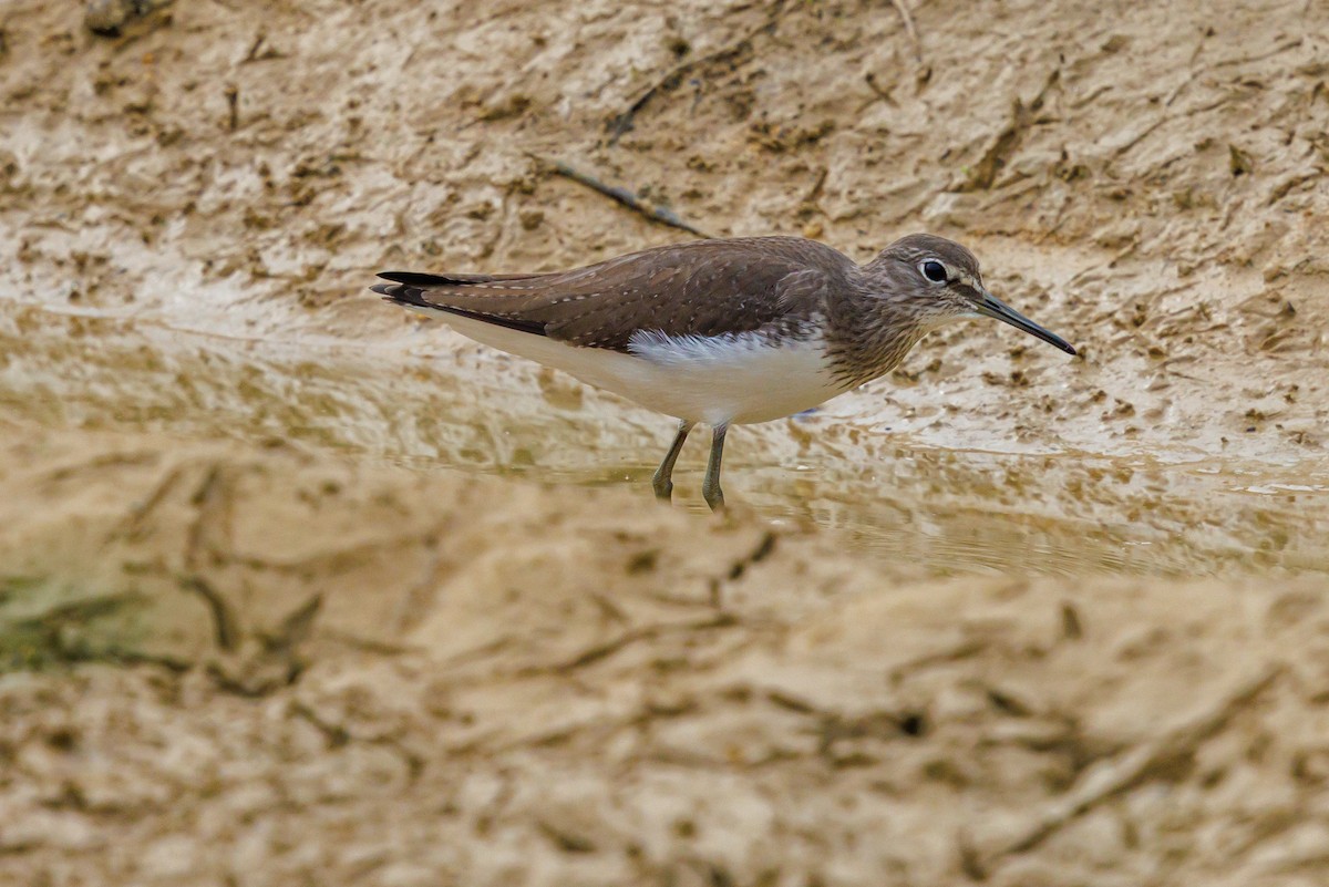 Piro piro culbianco - ML646997963