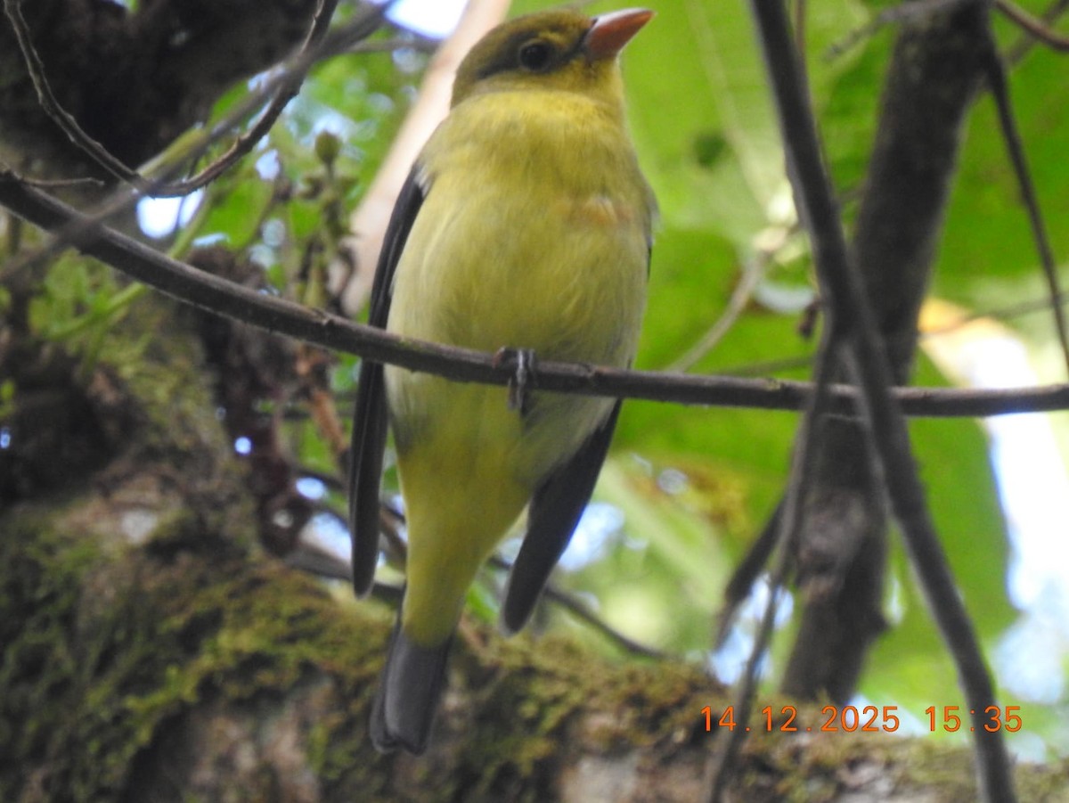 Scarlet Tanager - ML646997964