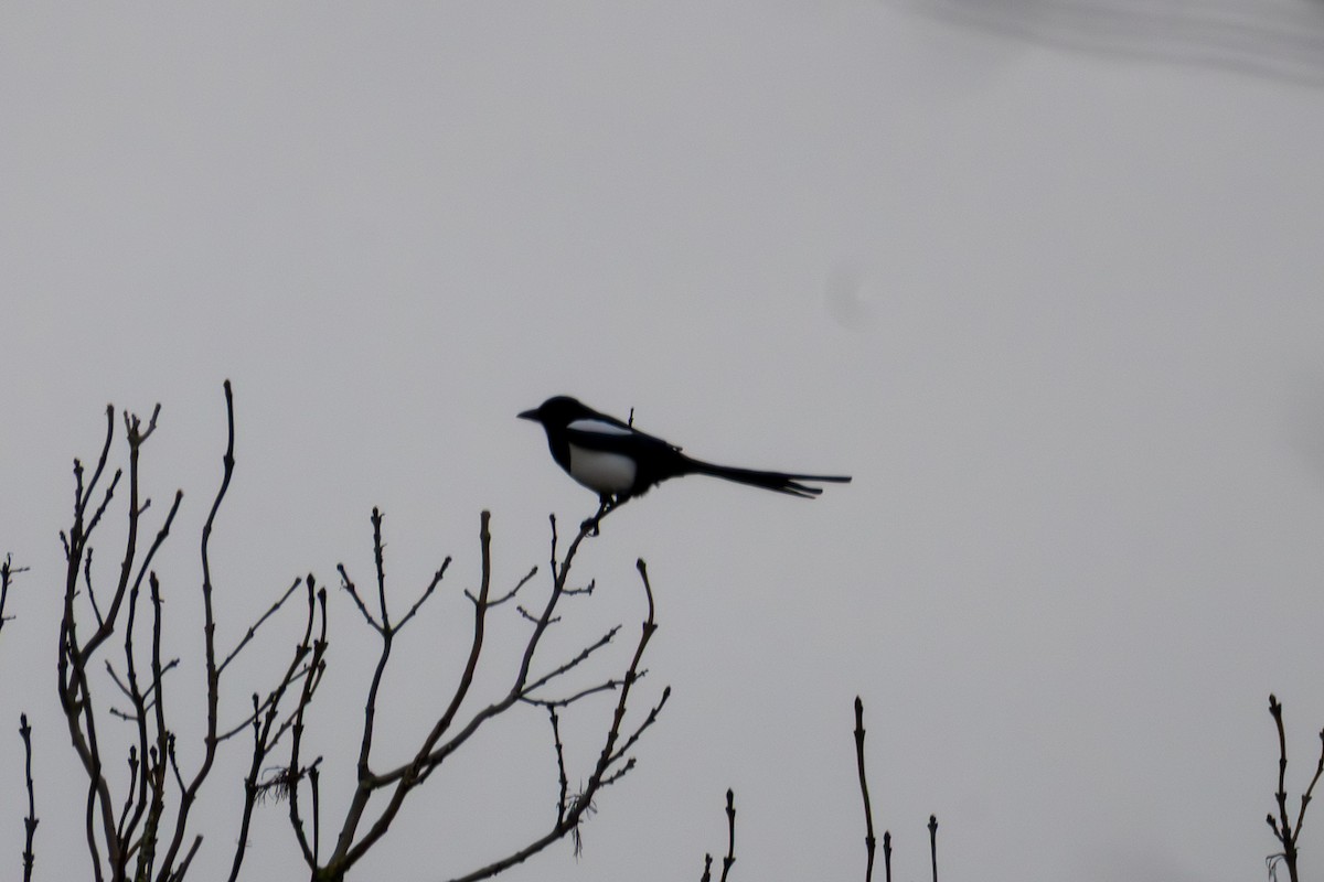 Eurasian Magpie - ML646997965