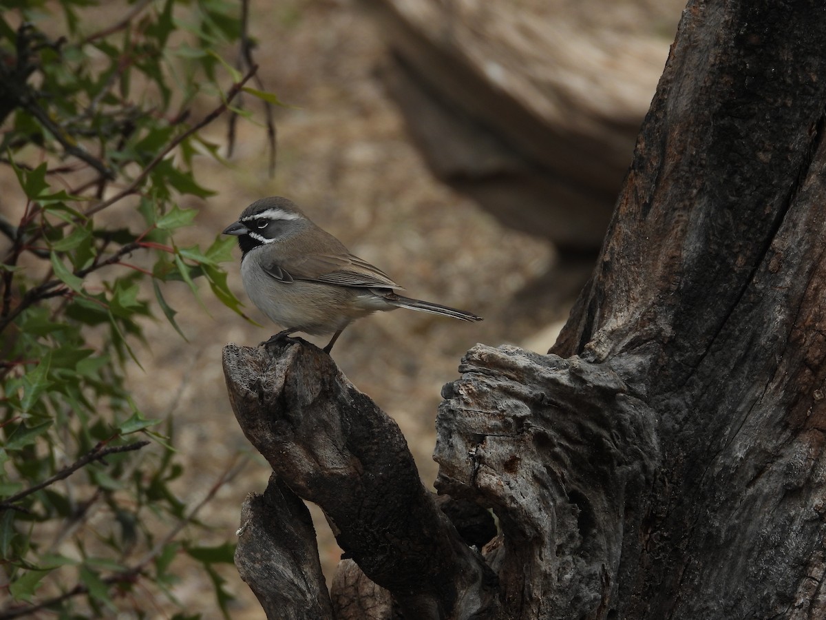 Black-throated Sparrow - ML646997966