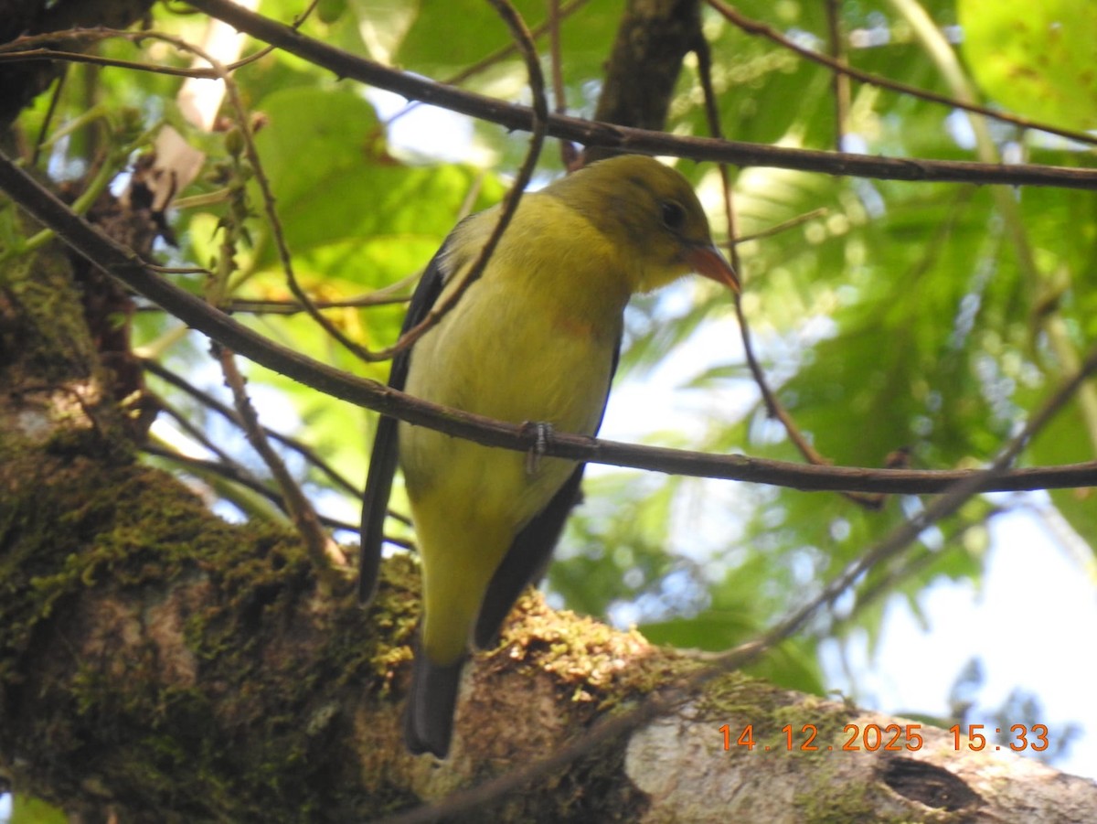 Scarlet Tanager - ML646997971