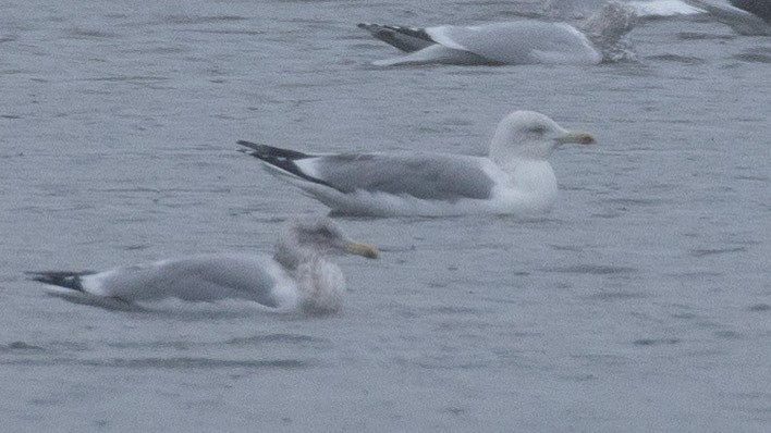 Gaviota/Gavión sp. - ML646997973