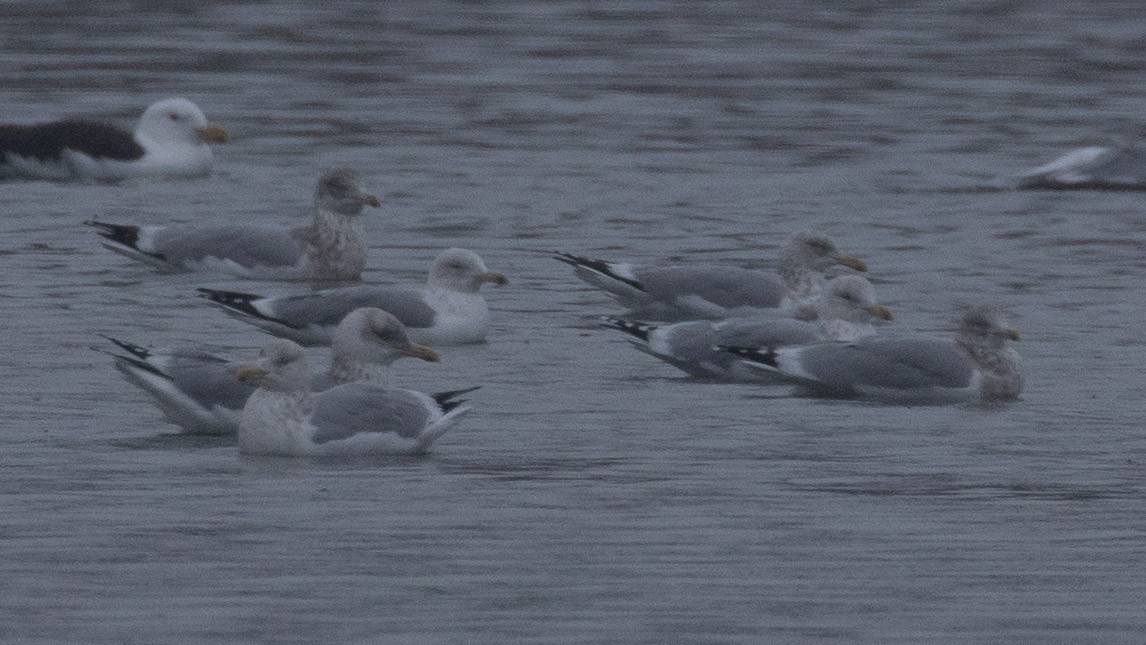 Gaviota/Gavión sp. - ML646997974