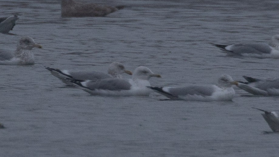 Gaviota/Gavión sp. - ML646997975