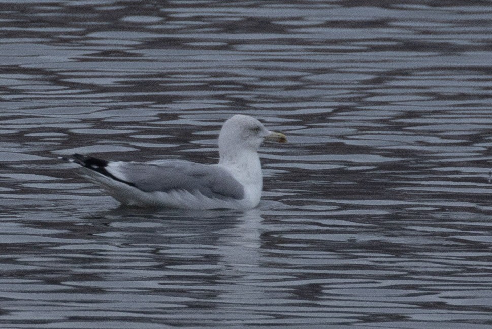 Gaviota/Gavión sp. - ML646997976
