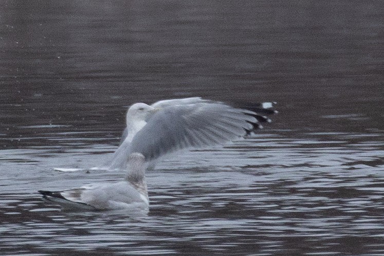 Gaviota/Gavión sp. - ML646997977