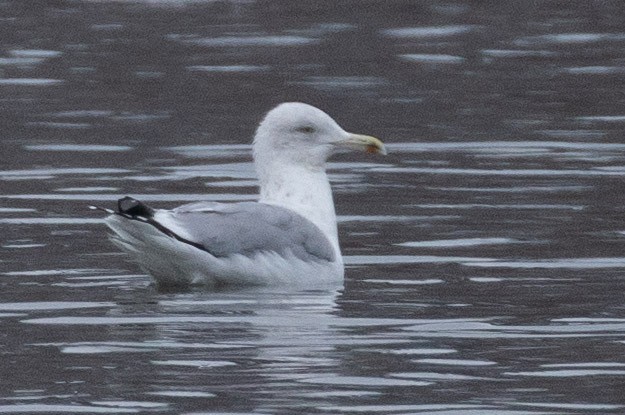 Gaviota/Gavión sp. - ML646997978
