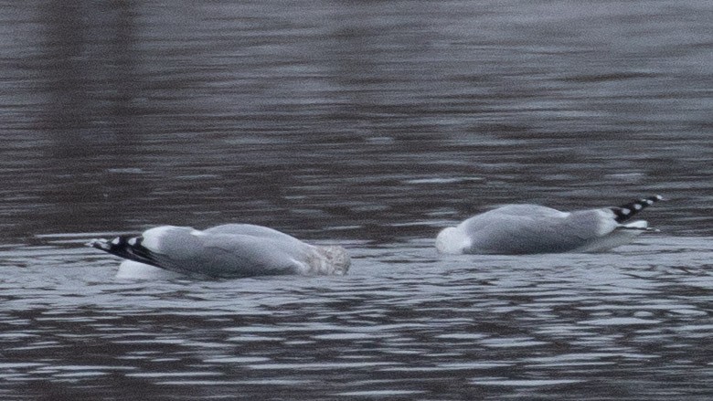 Gaviota/Gavión sp. - ML646997979