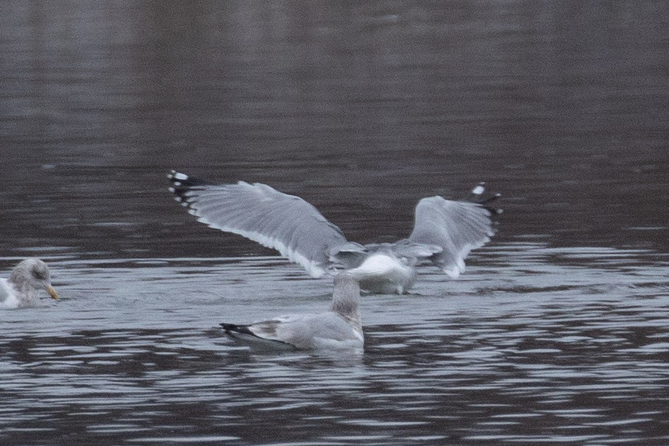 Gaviota/Gavión sp. - ML646997980