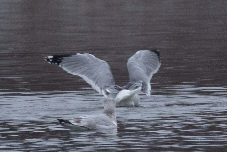 Gaviota/Gavión sp. - ML646997981