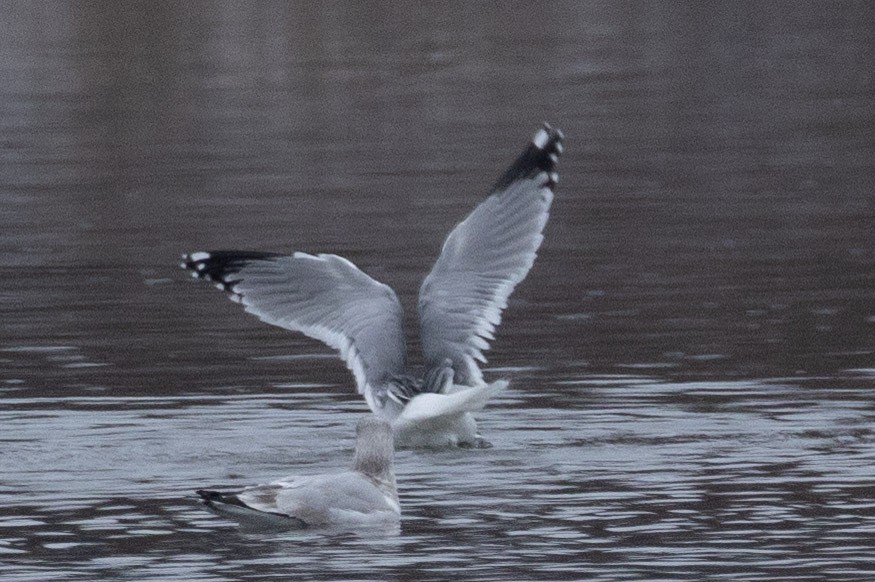 Gaviota/Gavión sp. - ML646997982