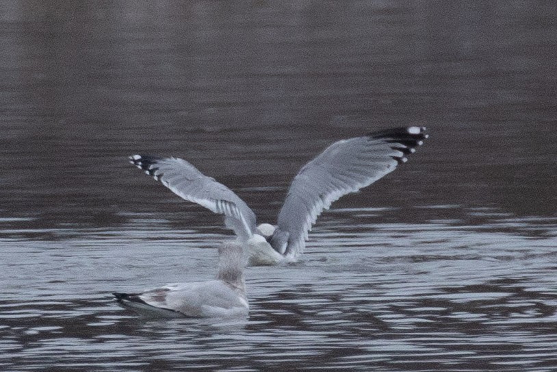 Gaviota/Gavión sp. - ML646997983
