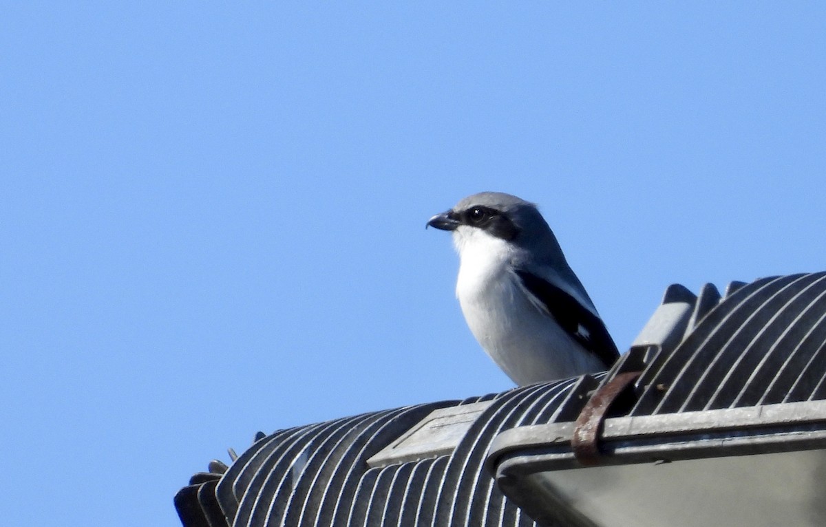 Сорокопуд американський - ML646997990