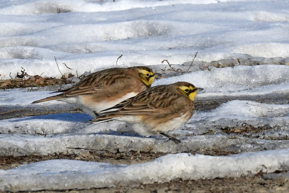 Horned Lark - ML646997991