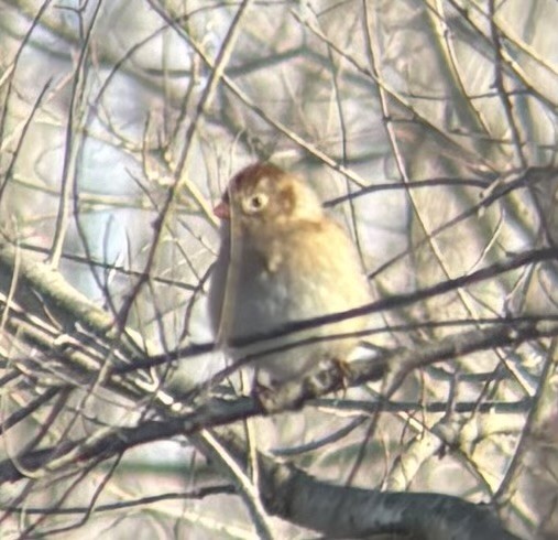 Field Sparrow - ML646998011