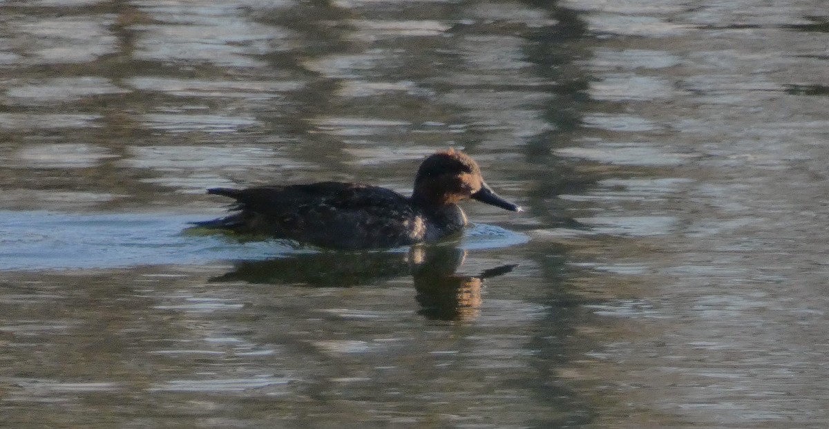 Ente, unbestimmt - ML646998012