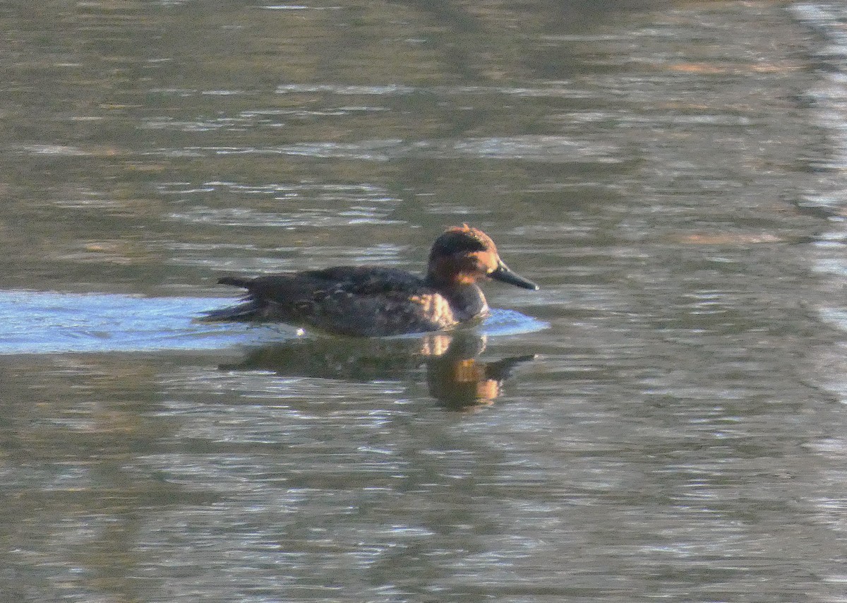 Ente, unbestimmt - ML646998013