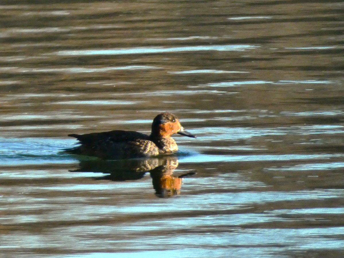 Ente, unbestimmt - ML646998014