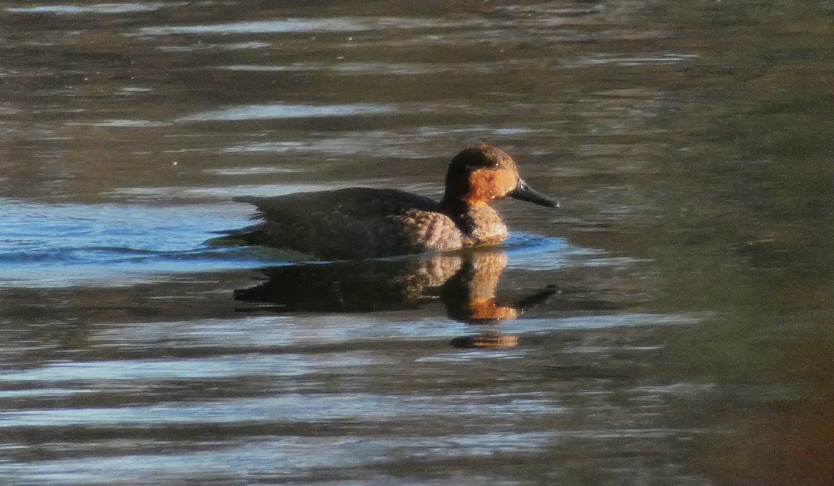 Ente, unbestimmt - ML646998015