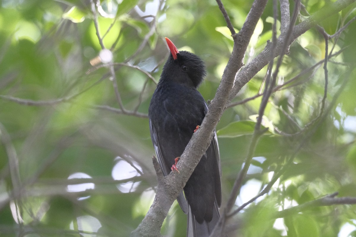 シロガシラクロヒヨドリ - ML646998017