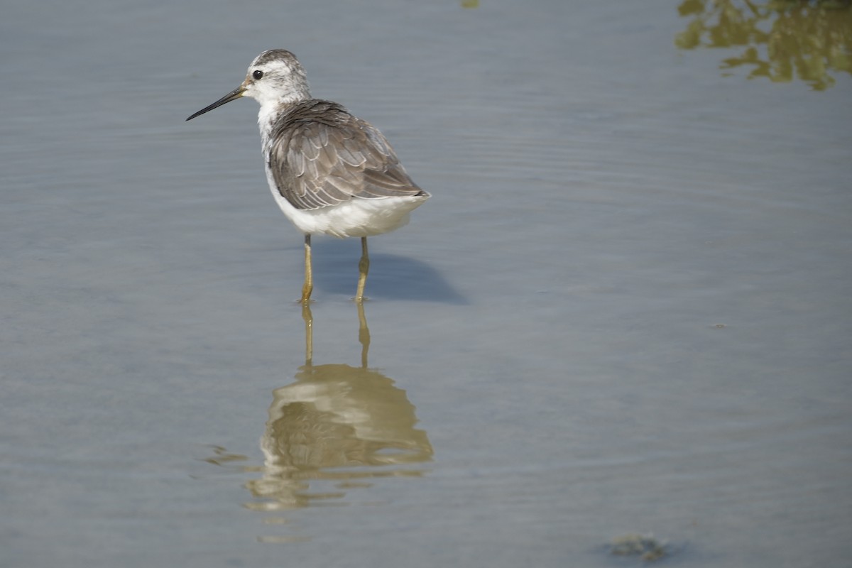 コアオアシシギ - ML646998018