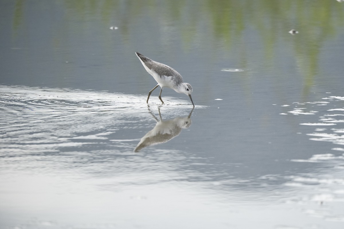 コアオアシシギ - ML646998021