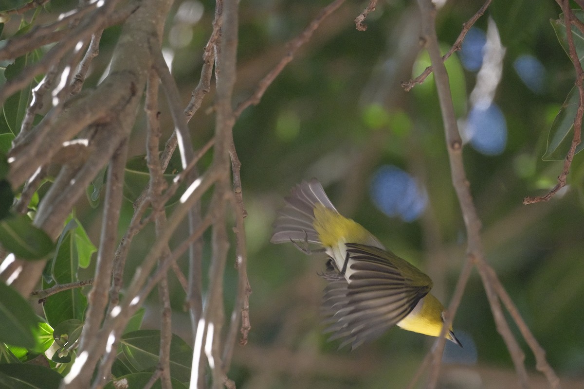 ミナミメジロ - ML646998022