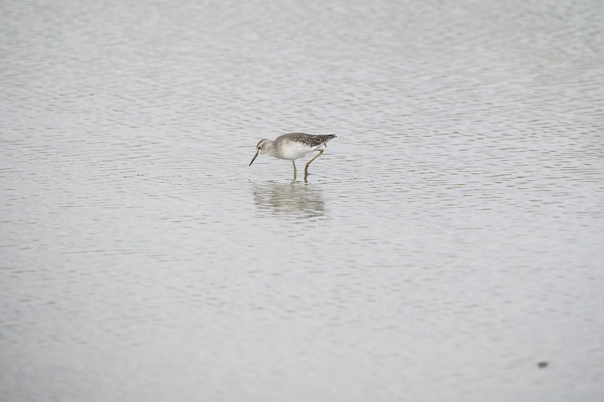 タカブシギ - ML646998023