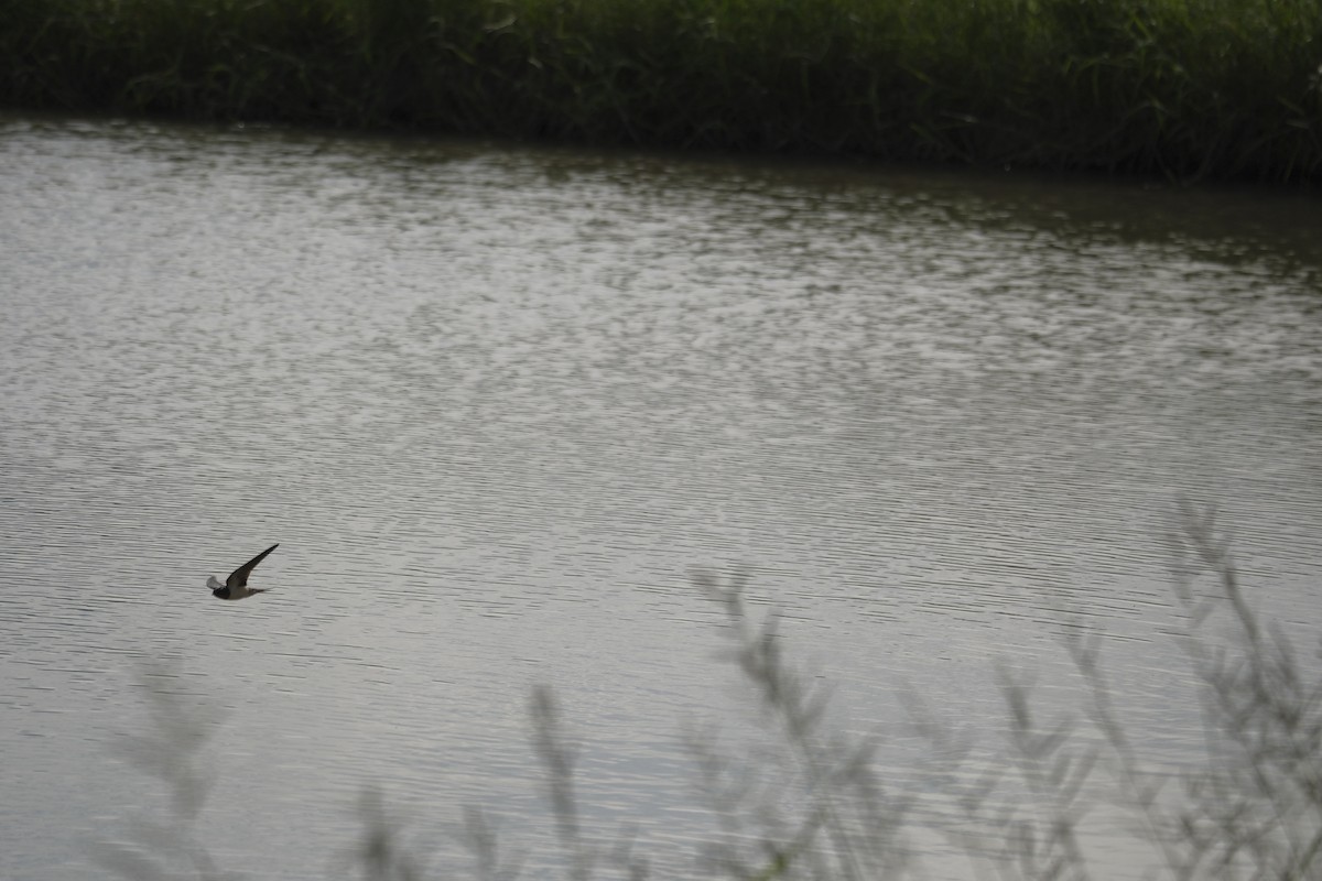 ツバメ - ML646998024