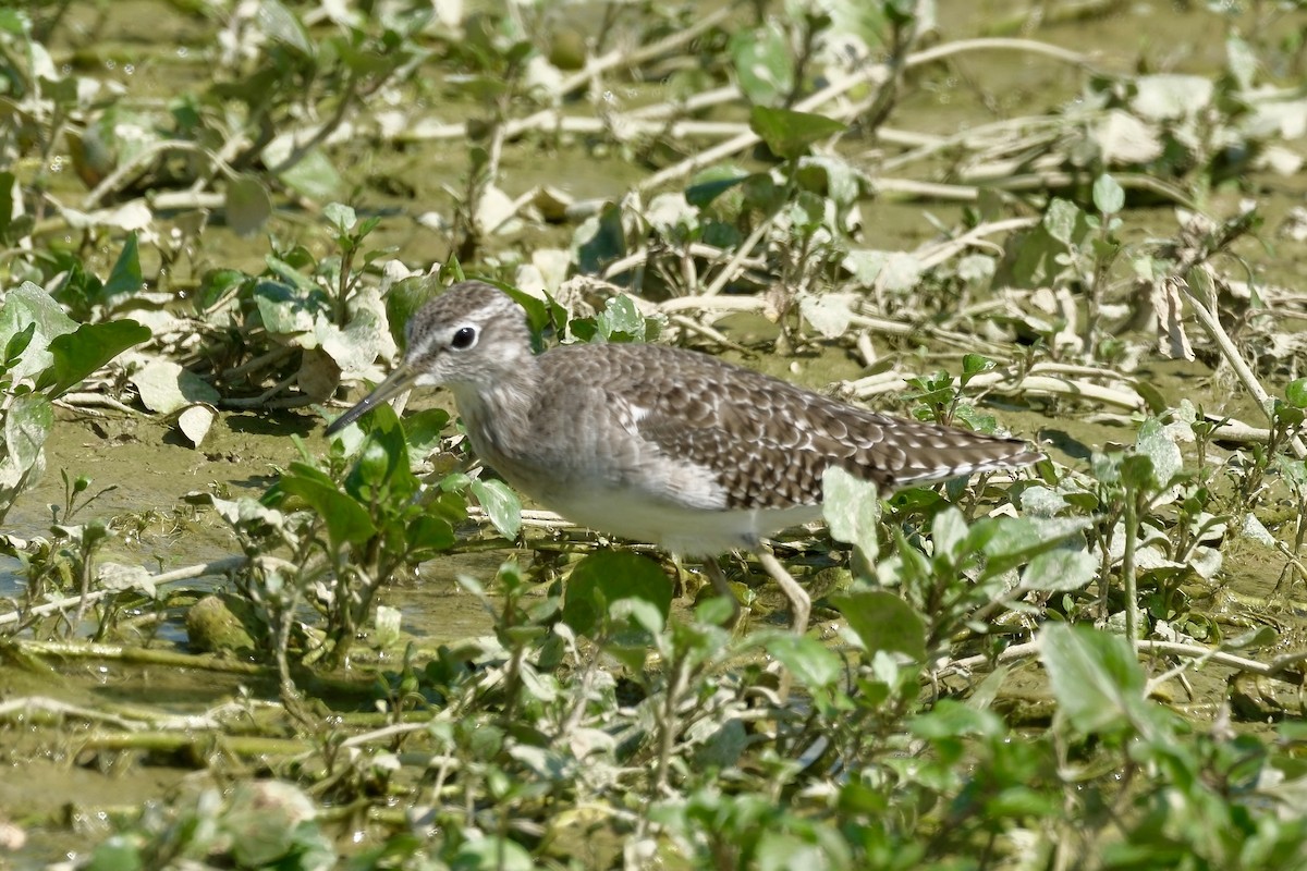 タカブシギ - ML646998025