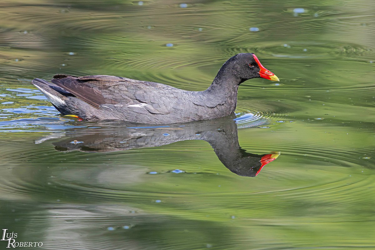 Amerikateichhuhn - ML646998028