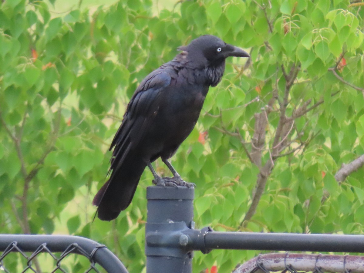 Australian Raven - ML646998032