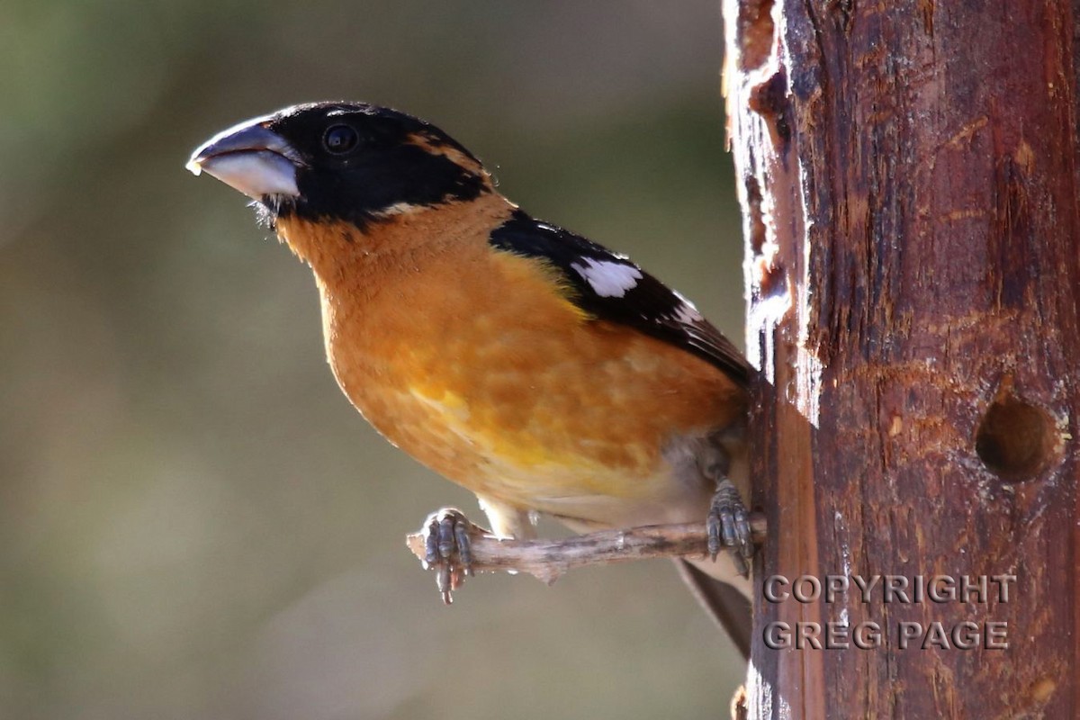 Черноголовый толстонос - ML646998034