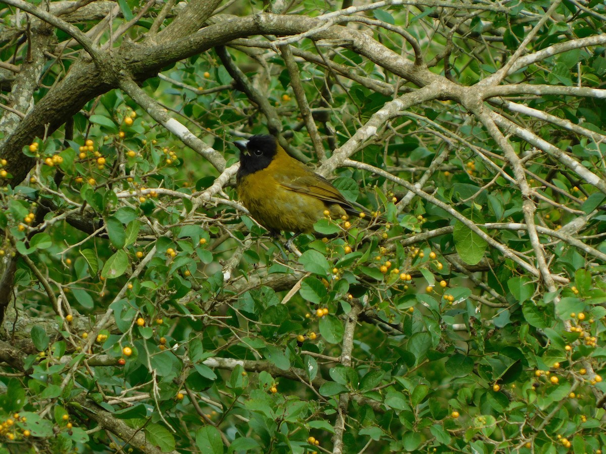 Crimson-collared Grosbeak - ML646998037
