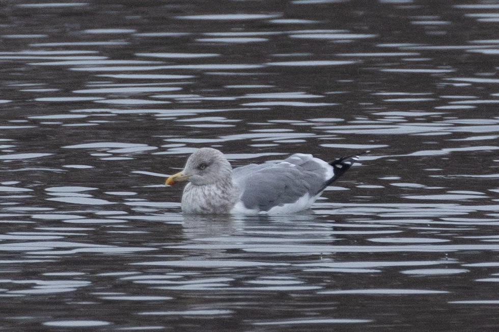 American Herring x Lesser Black-backed Gull (hybrid) - ML646998040