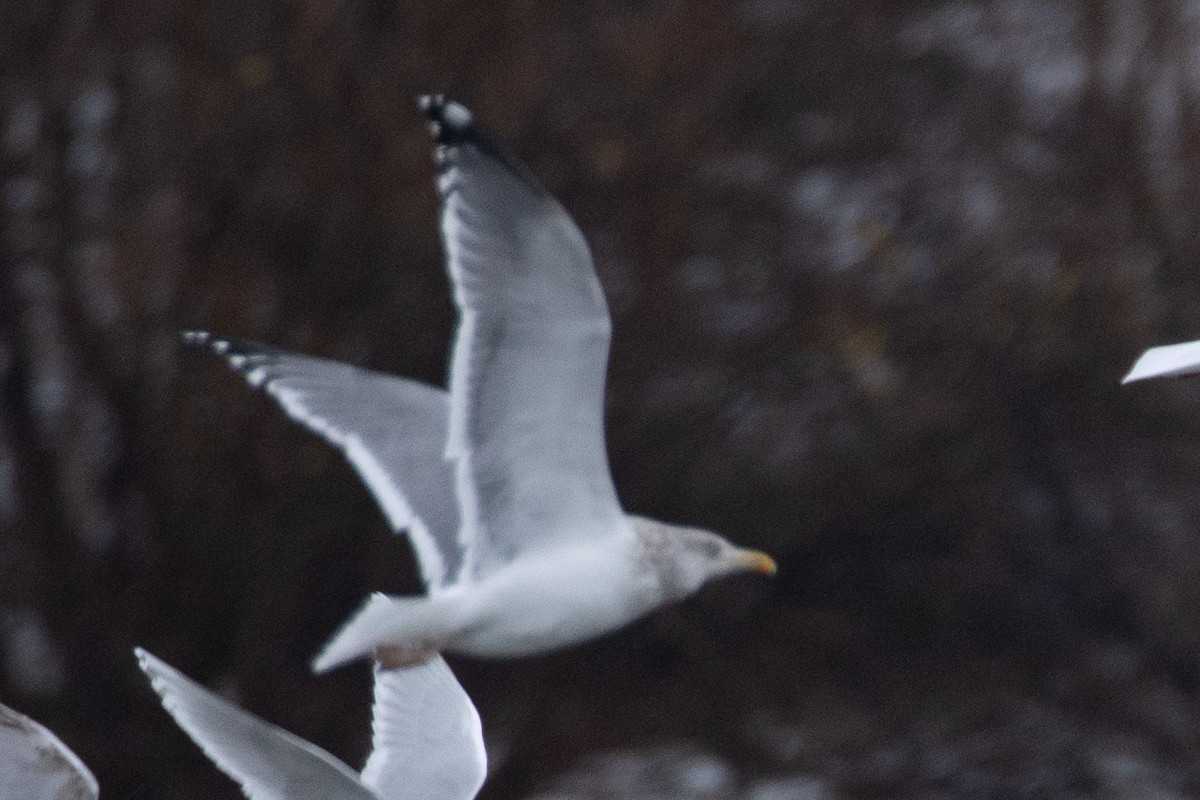 American Herring x Lesser Black-backed Gull (hybrid) - ML646998041