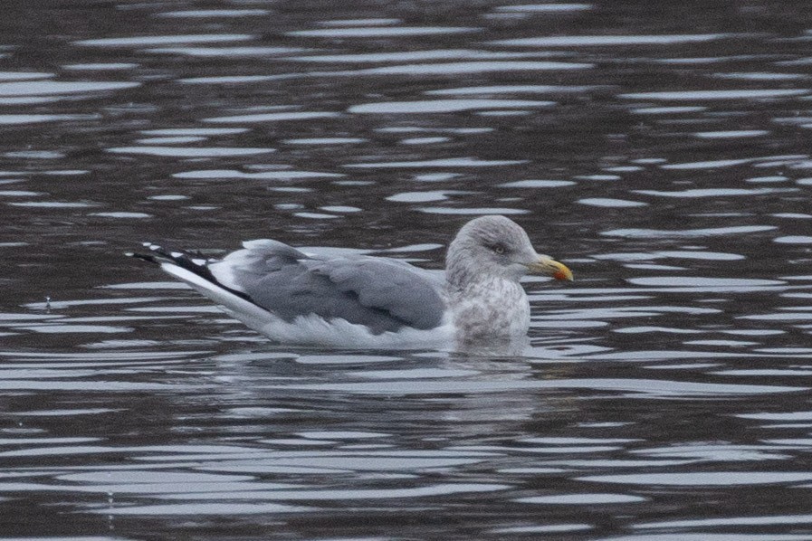 American Herring x Lesser Black-backed Gull (hybrid) - ML646998042