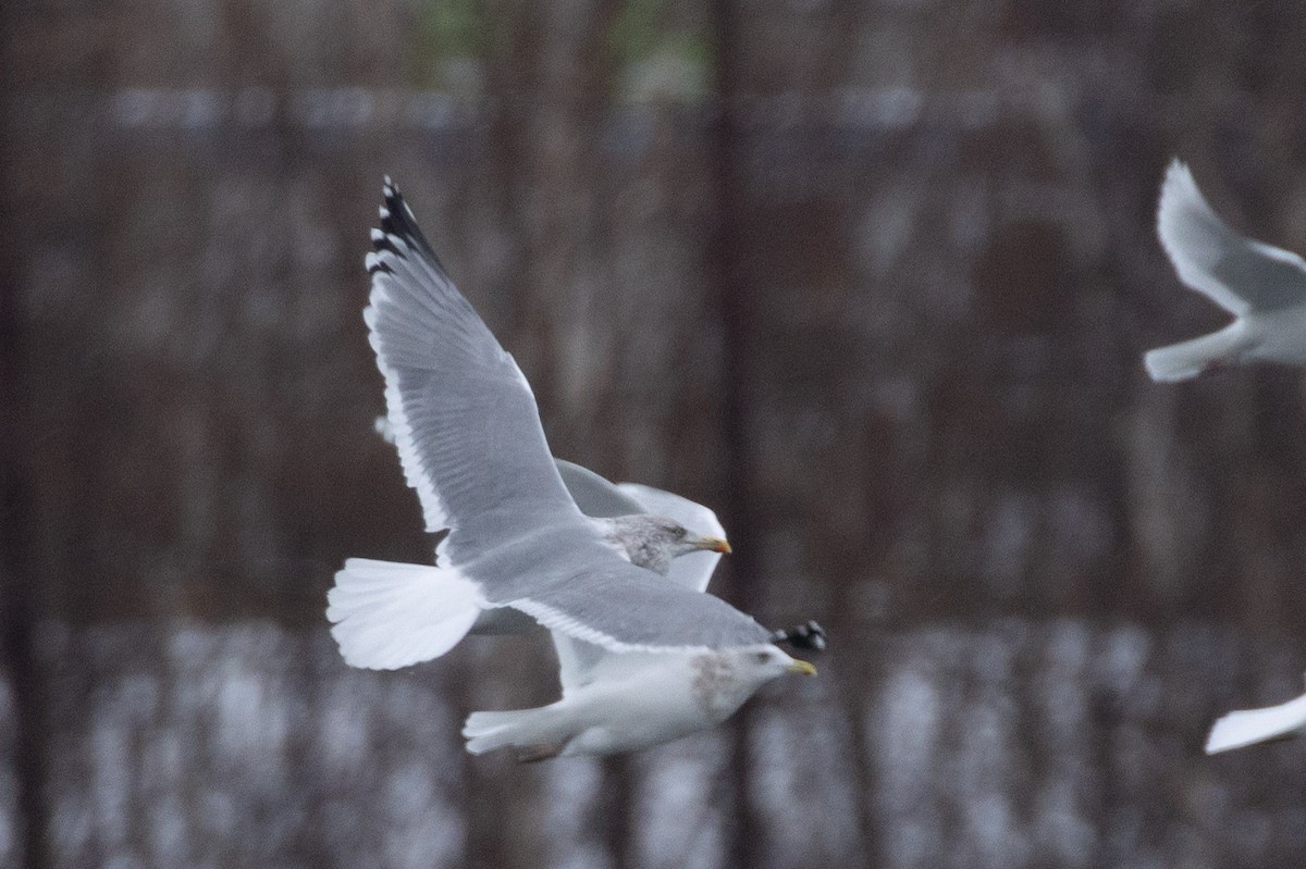 American Herring x Lesser Black-backed Gull (hybrid) - ML646998043